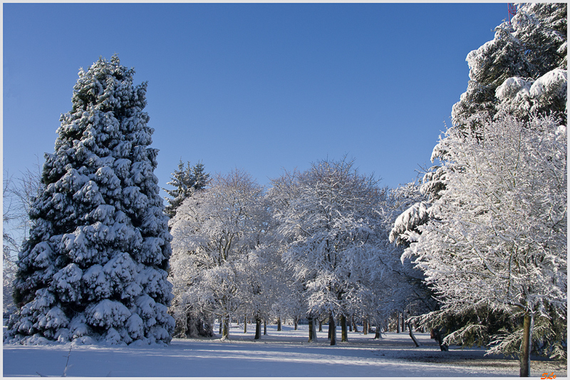 Sous la neige ( 800_IMGP7077 )
