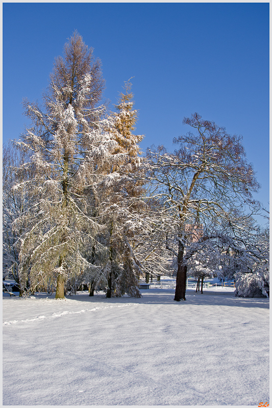Sous la neige ( 800_IMGP7078 )