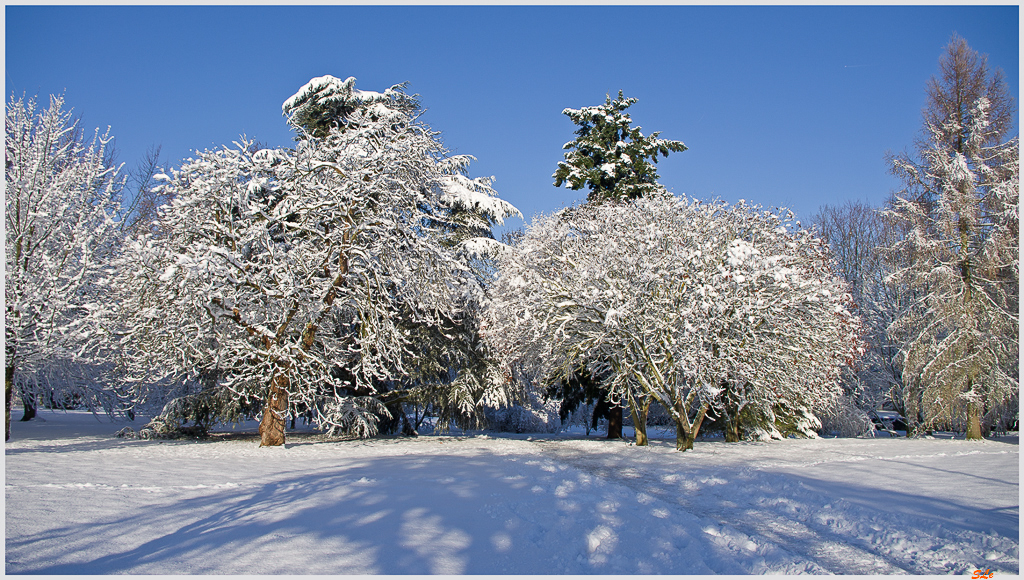 Sous la neige ( 800_IMGP7079 )