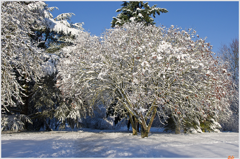 Sous la neige ( 800_IMGP7080 )