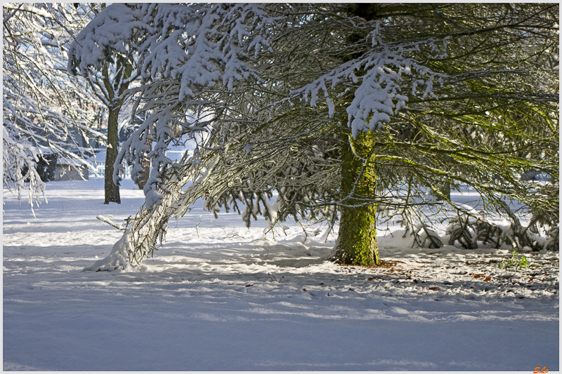 Sous la neige ( 800_IMGP7083 )
