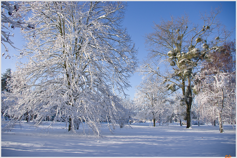 Sous la neige ( 800_IMGP7085 )
