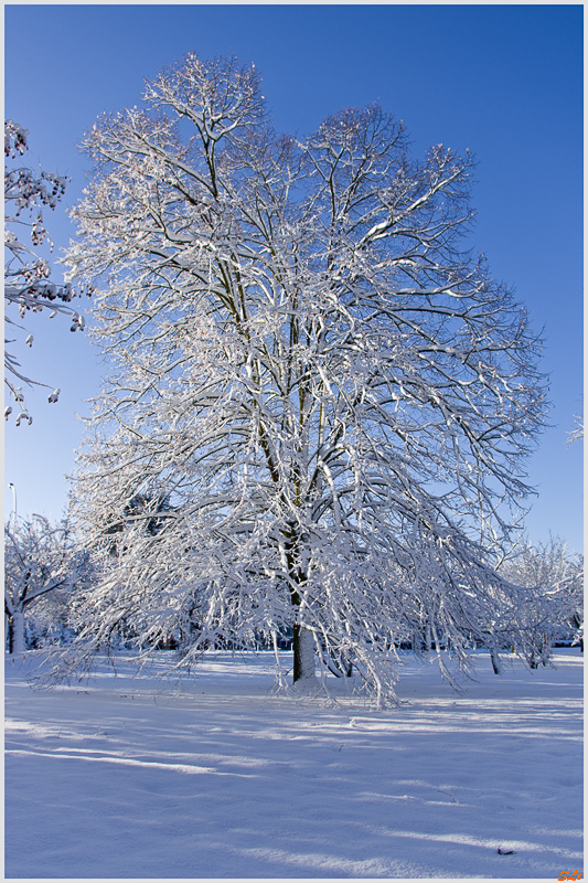 Sous la neige ( 800_IMGP7086 )