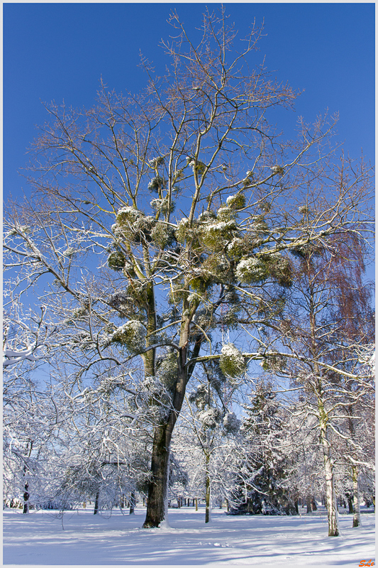 Sous la neige ( 800_IMGP7089 )