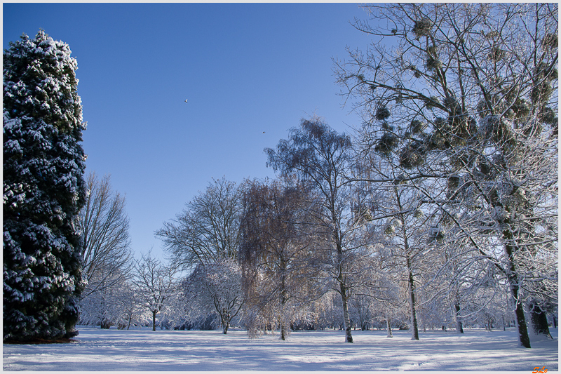 Sous la neige ( 800_IMGP7093 )