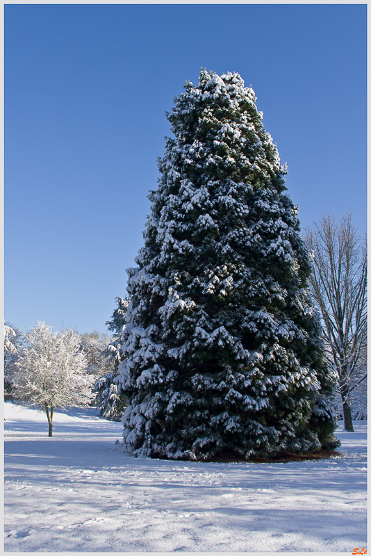 Sous la neige ( 800_IMGP7095 )