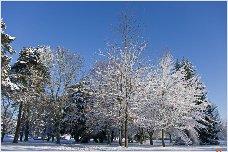 Sous la neige ( 800_IMGP7099 )