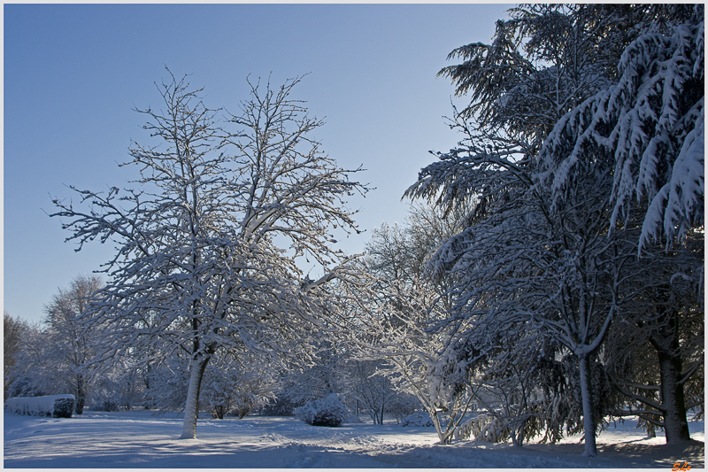 Sous la neige ( 800_IMGP7100 )