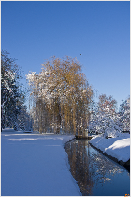 Sous la neige ( 800_IMGP7102 )