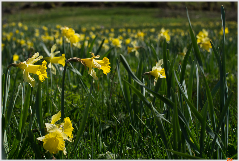 Jonquilles - Rochesson ( 800_IMGP9163 )