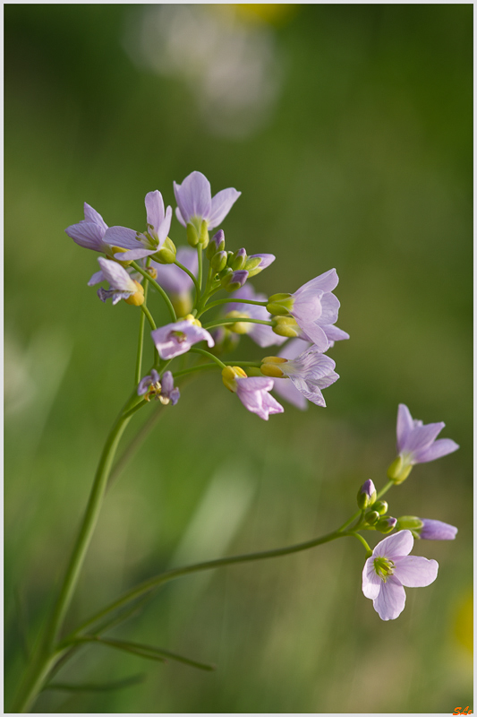 Fleur des champs - Rochesson ( 800_IMGP9210 )