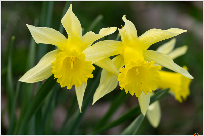 Jonquilles - Rochesson ( 800_IMGP9214 )