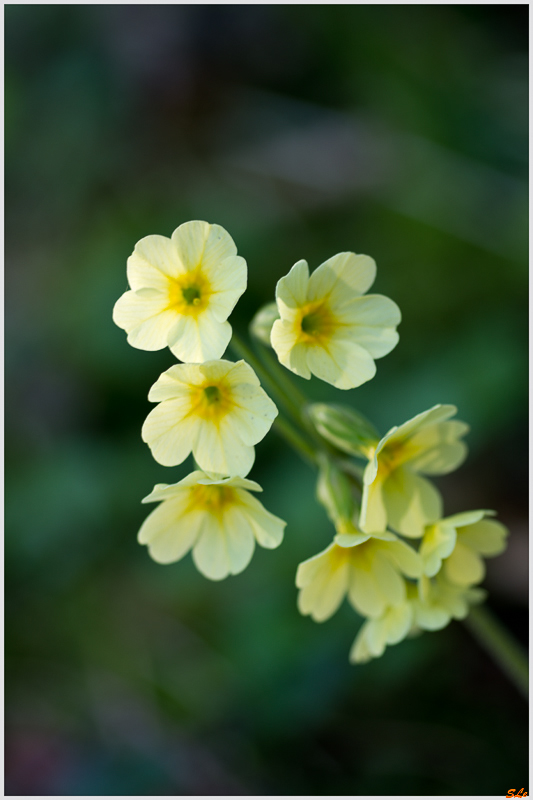 Fleur des champs - Rochesson ( 800_IMGP9249 )