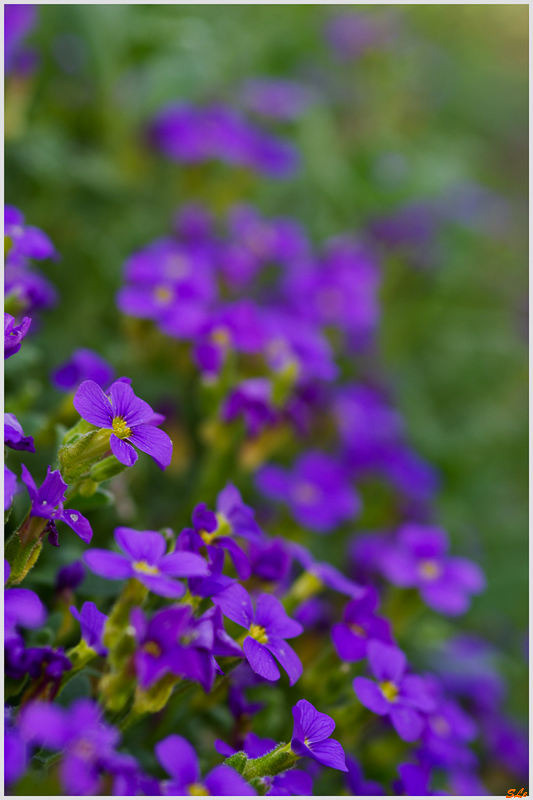 Fleurs du jardin ( 800_IMGP9327 )