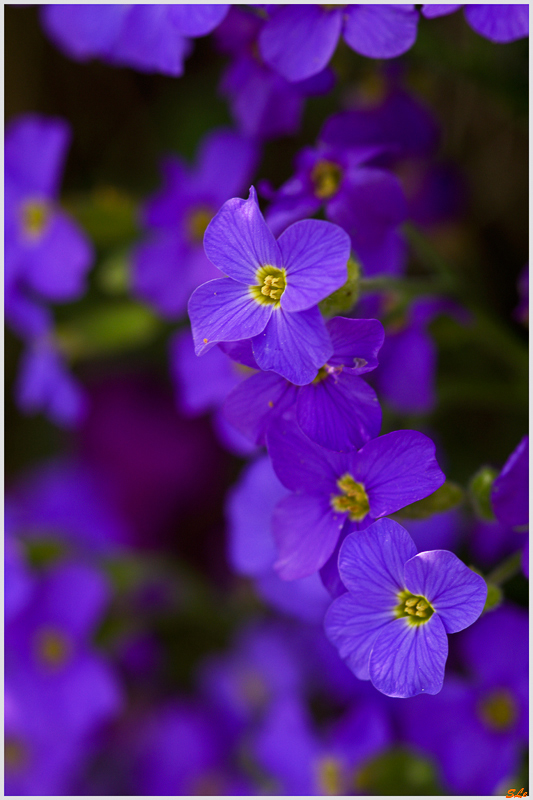 Fleurs du jardin ( 800_IMGP9332 )