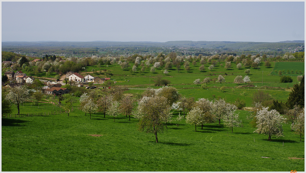 Cerisiers de Fougerolles ( 800_IMGP9355 )