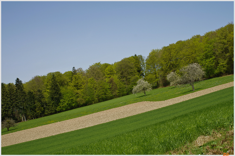 Cerisiers de Fougerolles ( 800_IMGP9362 )