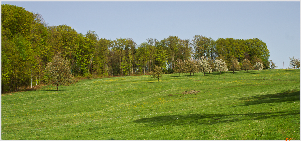Cerisiers de Fougerolles ( 800_IMGP9365 )