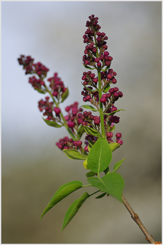 Lilas sur une idée de Laurent ( 800_IMGP9387 )