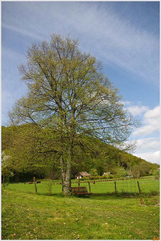Le tilleuil ( 800_IMGP9400 )