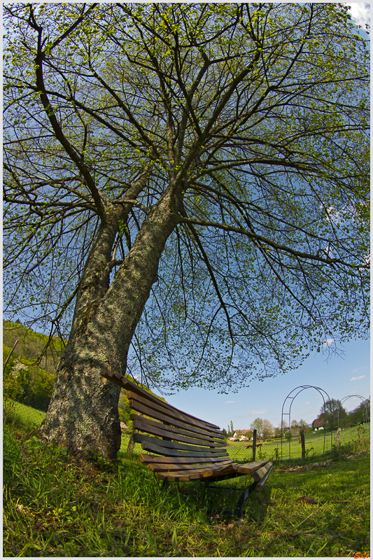 sous le tilleuil ( 800_IMGP9462 )