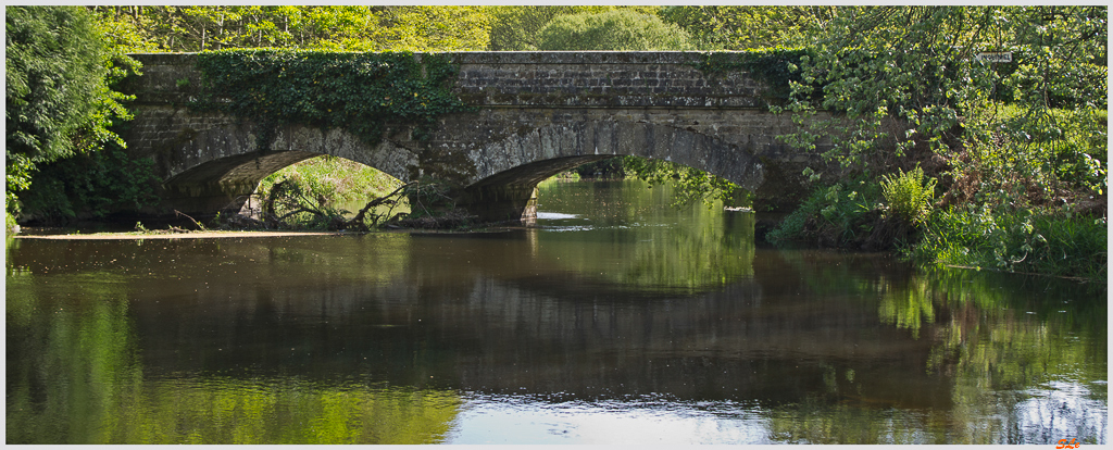 Le long du Scorff (Forêt de pont Galleck) ( IMGP9567 )