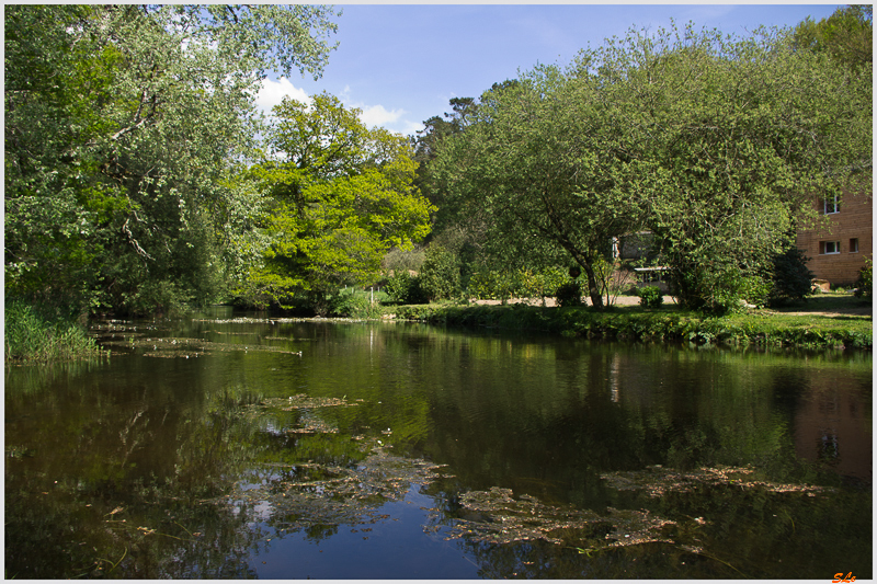 Le long du Scorff (Forêt de pont Galleck) ( IMGP9568 )