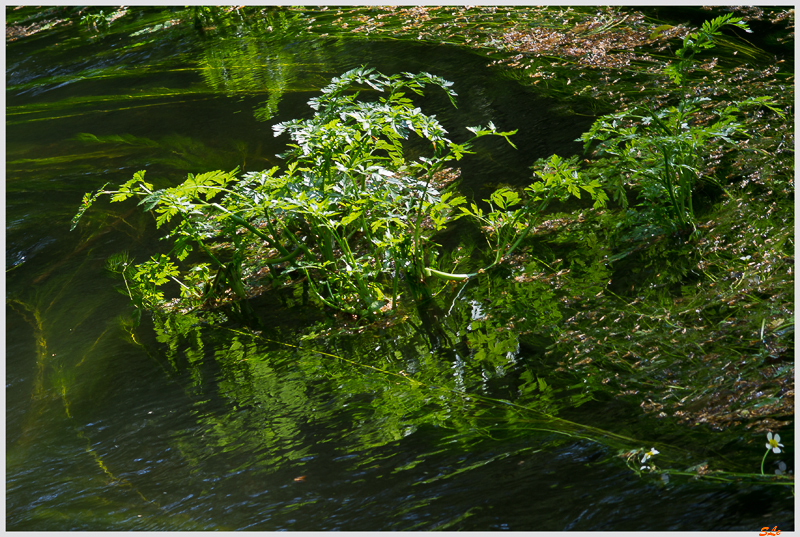 Le Scorff (Forêt de pont Galleck) ( IMGP9584 )