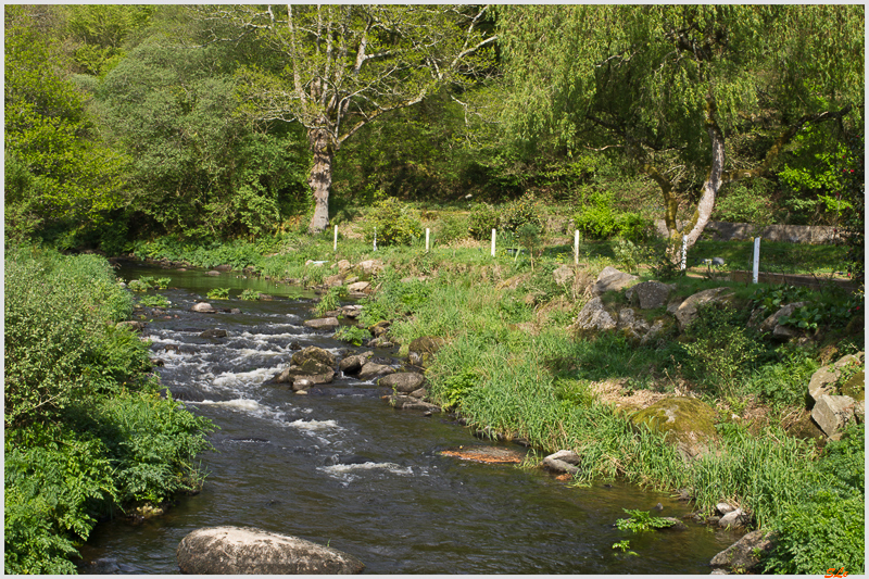 Le long du Scorff (Forêt de pont Galleck) ( IMGP9587 )