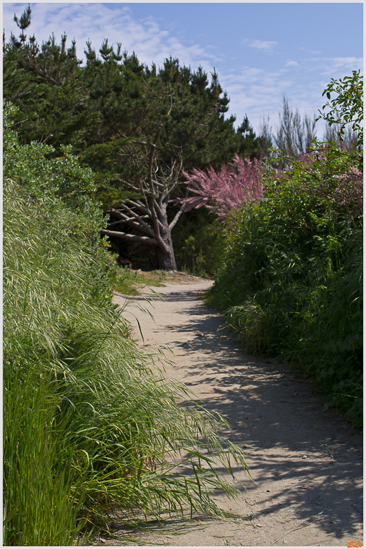 Dune de Beg-Meil ( IMGP9649 )