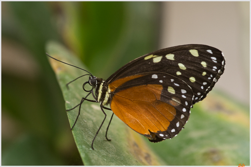 Heliconius hecale ( IMGP9781 )