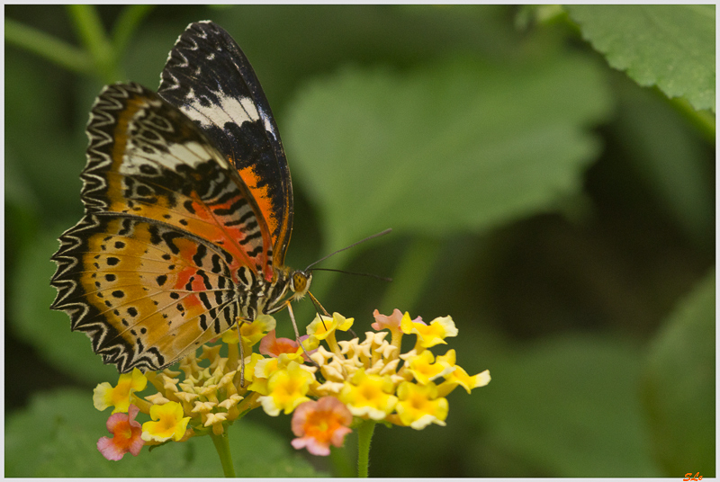 Cethosia biblis Ohilippine ( IMGP9799 )