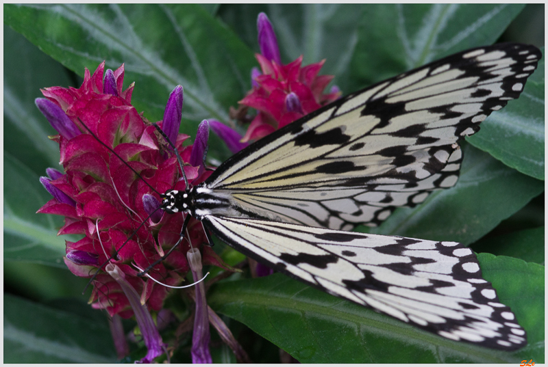 Idea leucone ( IMGP9807 )