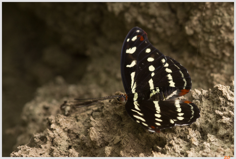 Heliconius amata - Neptis sp. ( IMGP9823 )