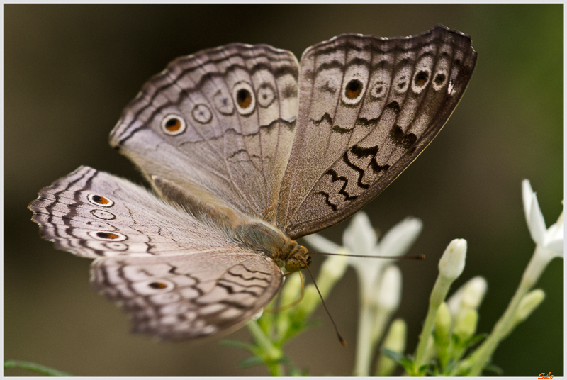 Junonia atlites ( IMGP9830 )