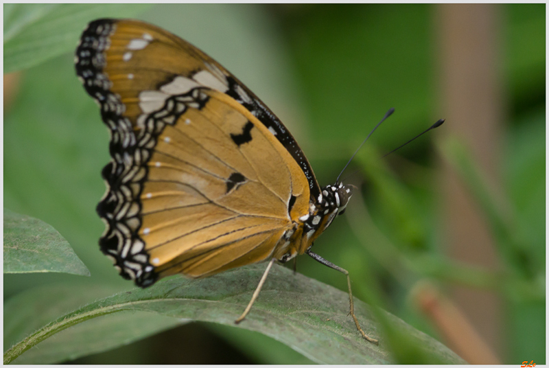 Danaus chrysippus ( IMGP9832 )