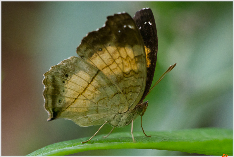 Junonia terea ( IMGP9835 )