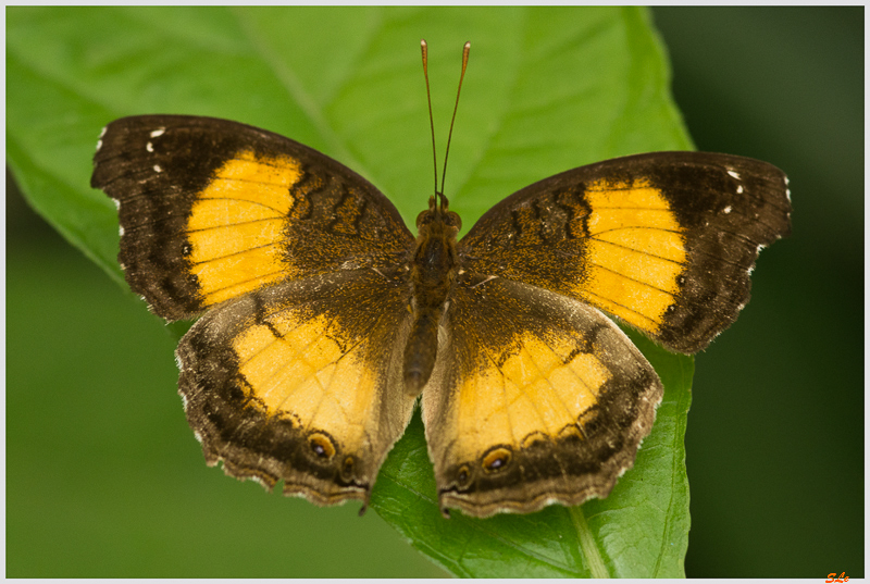 Junonia terea ( IMGP9839 )