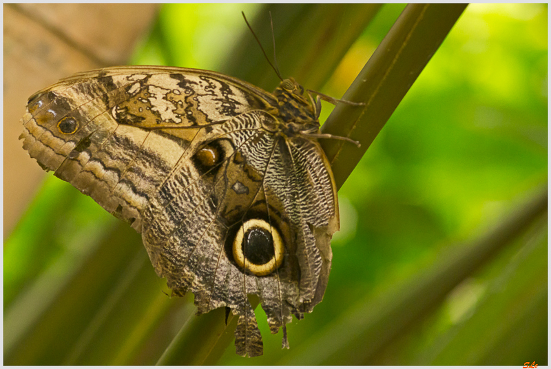 Caligo idomeneus ( IMGP9853 )