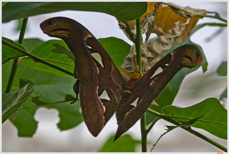 Attacus atlas (moth) ( IMGP9856 )