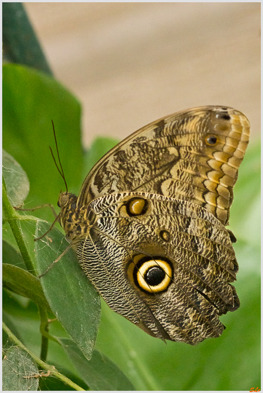 Caligo idomeneus ( IMGP9862 )