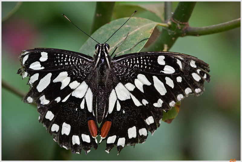 papilio demoleus ( IMGP9868 )