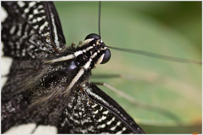 papilio demoleus ( IMGP9871 )