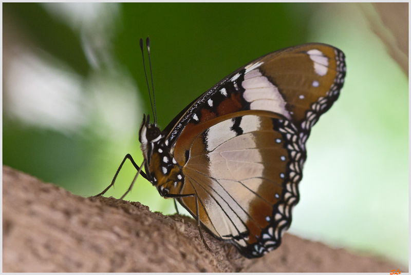 Danaus ( IMGP9875 )