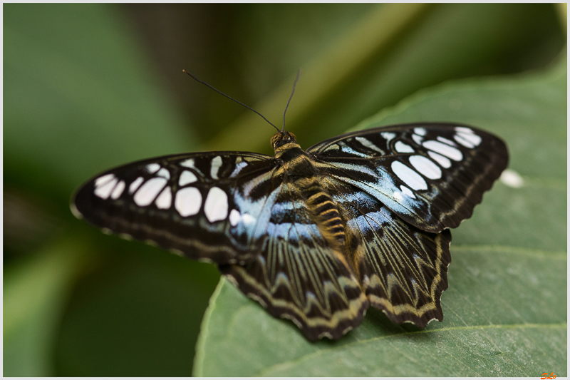 Parthenos sylvia ( IMGP9880 )