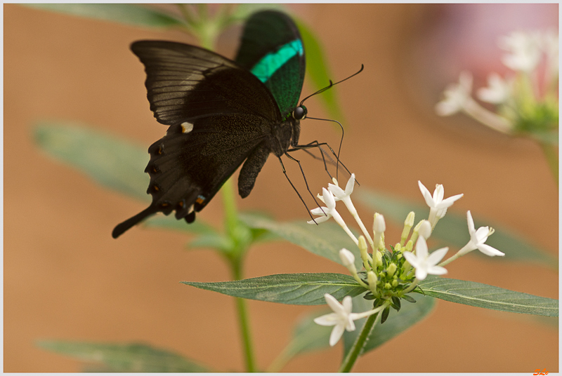 Papilio blumei ( IMGP9886 )