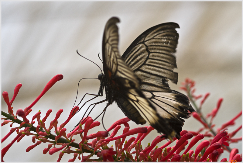papilio memnon ( IMGP9895 )