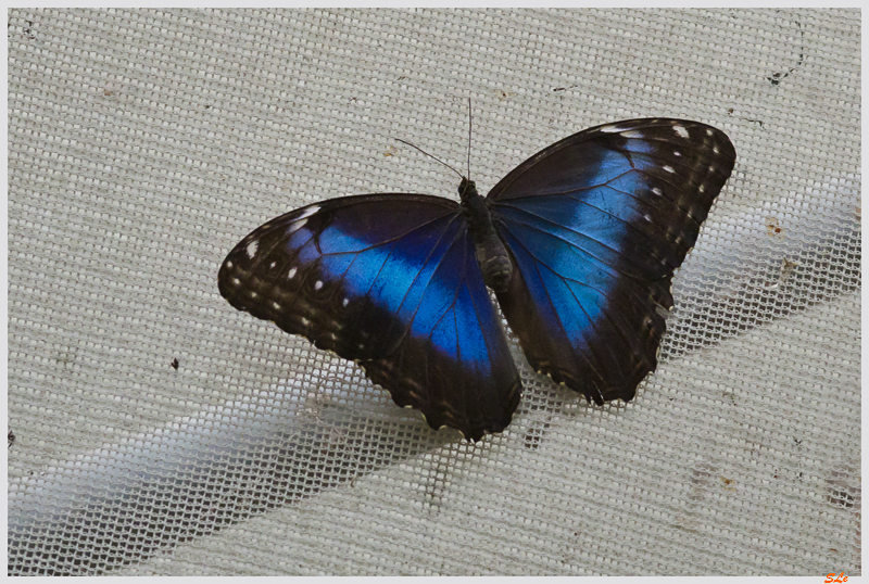 morpho hyacinthus ( IMGP9906 )