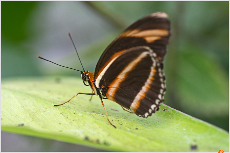 Dryadula phaetusa ( IMGP9927 )