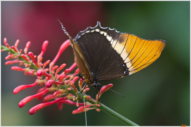siproeta epaphus ( IMGP9932 )